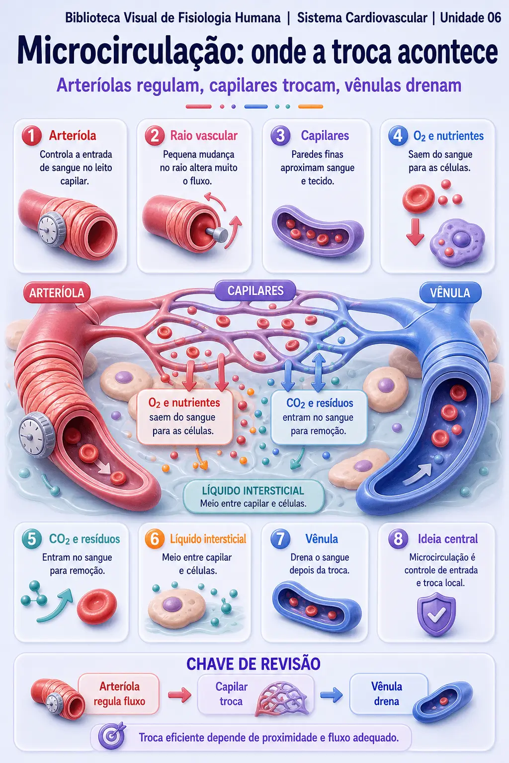 Infográfico sobre microcirculação