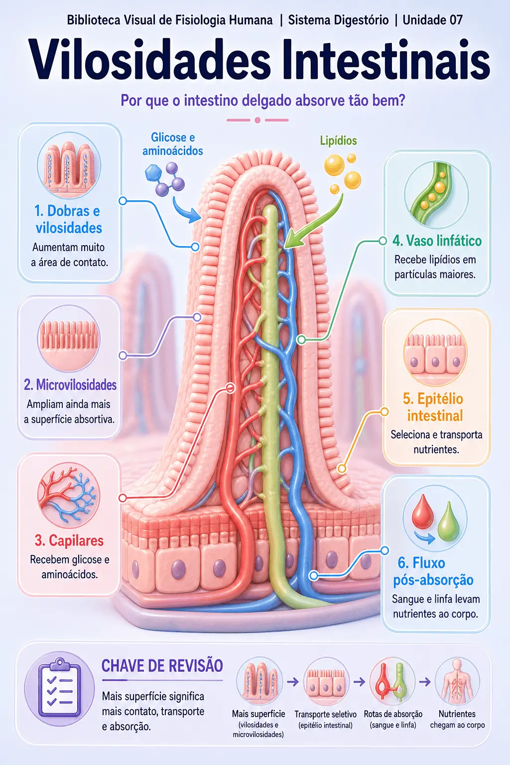 Infográfico sobre vilosidades intestinais