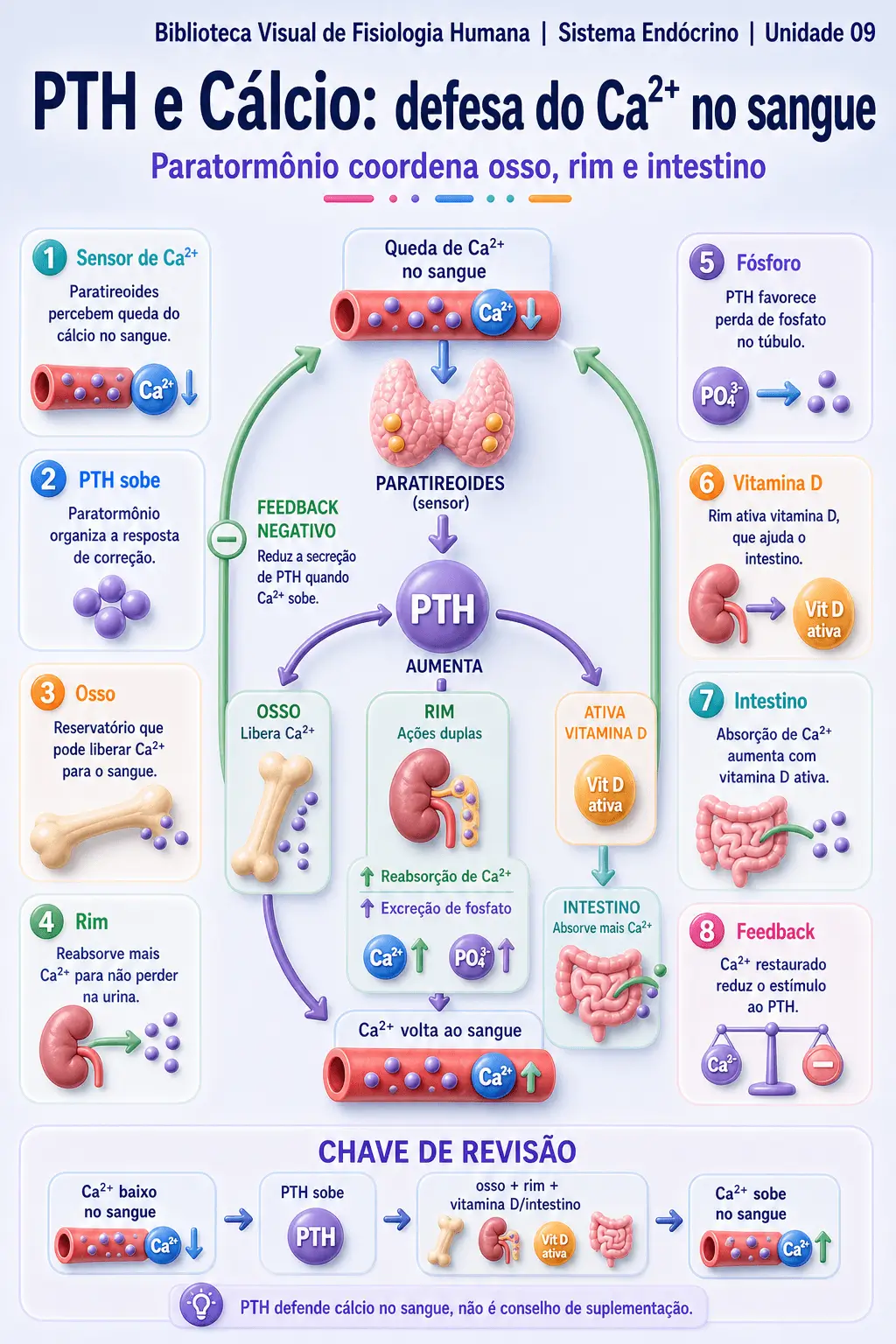Infográfico sobre PTH e cálcio