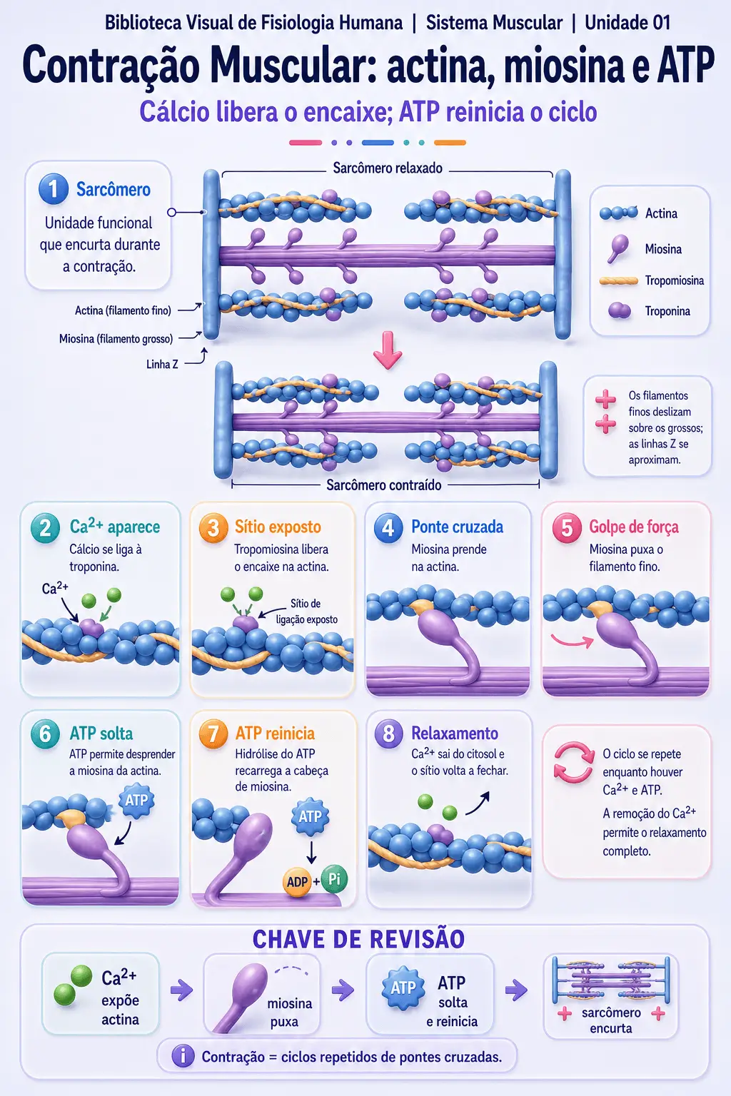 Infográfico sobre contração muscular