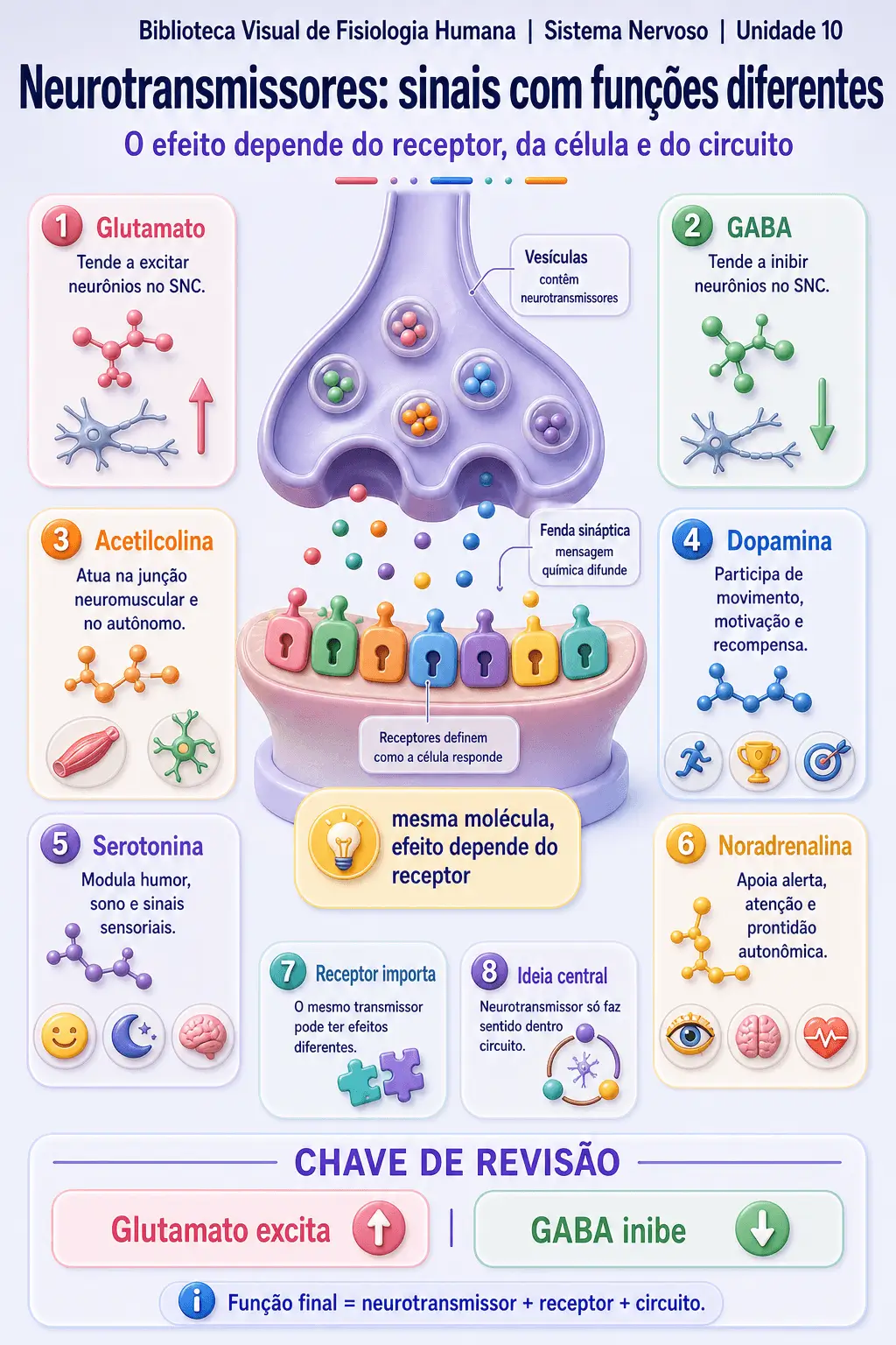 Infográfico sobre neurotransmissores principais