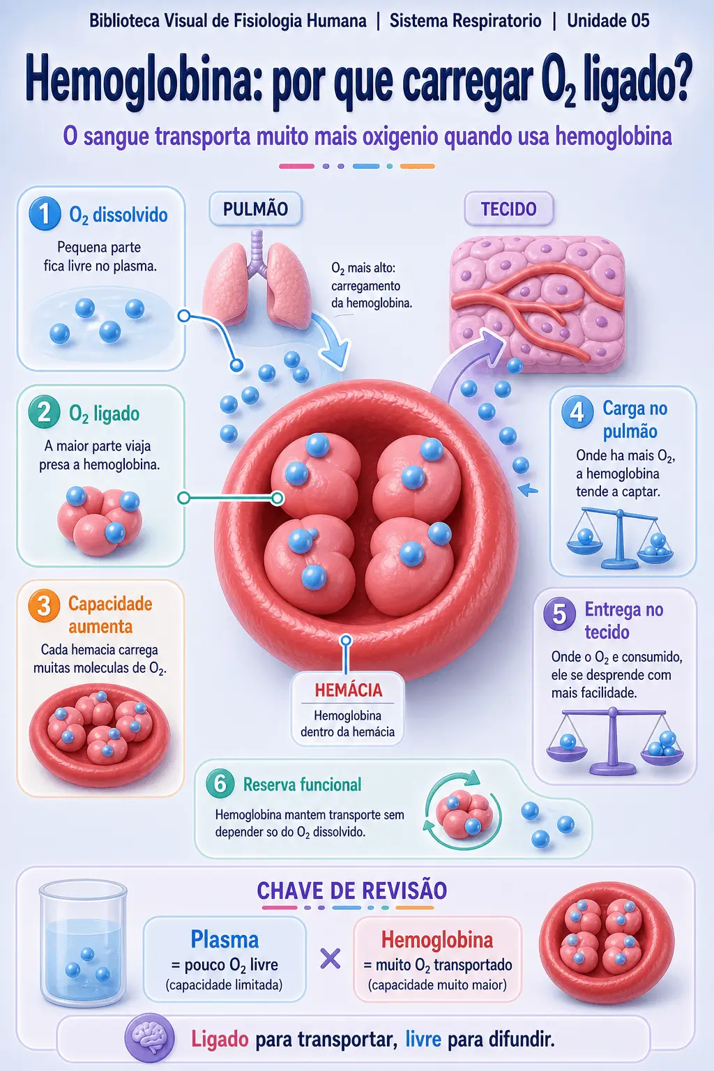 Infográfico sobre transporte de oxigênio pela hemoglobina